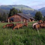 Fromages de chèvre fermiers La Ferme des Moises Habère-Poche Haute-Savoie